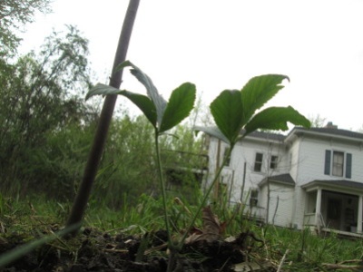 Planted buckeye